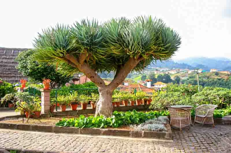 Dragon's Blood Tree (Dracaena)